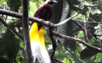 Dans la jungle de Papouasie, menace sur les oiseaux de Paradis