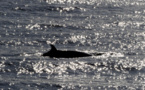 Les baleines, nouvelles stars de l'écotourisme en Islande, loin du harponnage