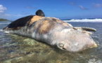 Un cachalot de 20 tonnes échoué en Polynésie