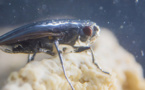 Le mystère des mouches plongeuses du lac Mono? Un scaphandre d'air
