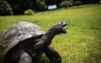 Jonathan la tortue, 185 ans au moins et apôtre de la lenteur