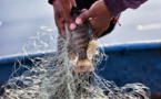 Les amours d'un poisson cassent les oreilles de ses voisins