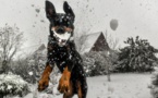 Noël, période à risque pour les chiens, empoisonnés par le chocolat