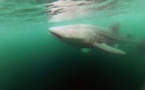 Nager avec d'énormes requins-baleines au nord-ouest du Mexique