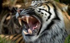 Indonésie: un tigre déchiquète une employée d'une plantation d'huile de palme