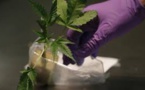 L'Australie va autoriser les exportations de cannabis thérapeutique