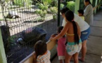 Tortue du jardin botanique : une sécurité renforcée pour protéger Te ara u'i