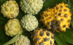 Carnet de voyage - Annonacées : des fruits gourmands dans votre jardin