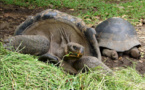 Tortues des Galapagos du jardin botanique de Tahiti