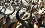 "Thérapie de la vache" dans des pénitenciers indiens