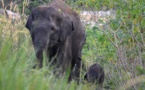 Naissance d'un éléphanteau de Sumatra dans une forêt protégée d'Indonésie