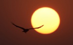 Climat: agir sur les rayons du soleil, une menace pour la vie sauvage