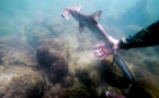 Aux Galapagos, une pouponnière secrète de requins marteaux