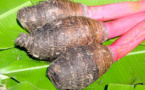 Taro, l’ancienne nourriture de base polynésienne