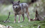 Le nouveau plan loup s'attire des critiques des pro et anti-loups