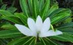 Salon de la Tiare Apetahi: Raiatea fête sa fleur