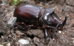 Le rhinocéros du cocotier : ennemi numéro 1