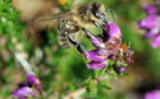 Néonicotinoïdes: une agence de l'UE confirme le risque pour les abeilles