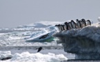Découverte surprise de 1,5 million de manchots Adélie isolés en Antarctique
