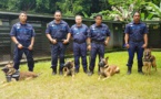 Brigade cynophile : quatre mūto'i de Papeete certifiés