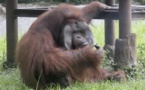 En Indonésie, un orang-outan fumeur