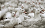 Loire-Atlantique: un foyer de grippe aviaire identifié, 16.600 canards abattus