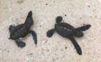 Moorea : Deux petites tortues trouvées dans un jardin