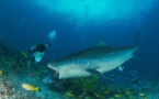 Shark Feeding de requin tigre - L'image qui rappelle la réalité MAJ