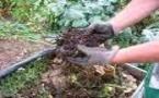 Des vers pour améliorer le compost