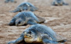 Oeufs-rêka ! En Inde, la vulnérable reproduction de tortues menacées