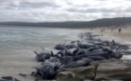 Australie: 135 dauphins-pilotes meurent échoués