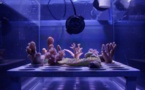 Grande barrière: essais prometteurs d'un film antisolaire