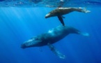 Les baleines boréales, des compositeurs-interprètes prolifiques (étude)