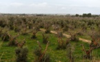 La bactérie "tueuse d'oliviers" détectée sur des oliviers et des chênes verts en Corse