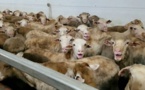 Un cargo de moutons immobilisé en Australie après une vidéo alarmante