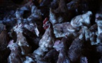 Des poules sauvées de l'abattoir prennent leur retraite en Haute-Vienne