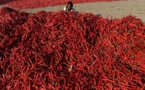 Le piment le plus fort du monde pour des migraines d'anthologie