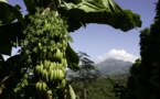 Vers un label "zéro chlordécone" en Martinique