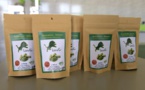 L'artemisia, remède "naturel" controversé contre le paludisme