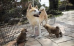 L'Akita, le chien japonais qui a conquis les coeurs étrangers