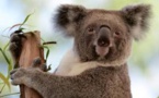 L'Australie promet des millions d'euros pour aider ses koalas