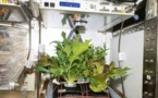 Jardiner dans l'espace, un défi pour les futurs explorateurs