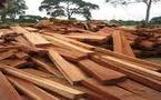 Le bois tropical, l’autre or vert du Pacifique