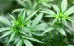 Canada: méga-fusion dans le cannabis avant la légalisation
