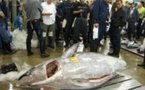 Vente à Tokyo du plus gros thon pêché au Japon depuis un quart de siècle