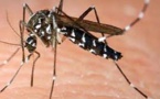 Un bébé de six mois meurt de la dengue en Nouvelle-Calédonie