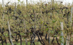 Grêle: près de 7.000 hectares touchés dans le vignoble bordelais