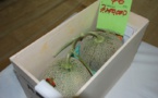 Japon: deux melons vendus plus de 25.000 euros, un record