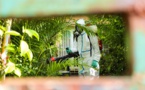 L'épidémie de dengue se poursuit à La Réunion