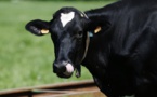 Elle quitte l'UE par mégarde: une vache bulgare en danger de mort